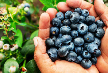 Late Summer is Berry Picking Season