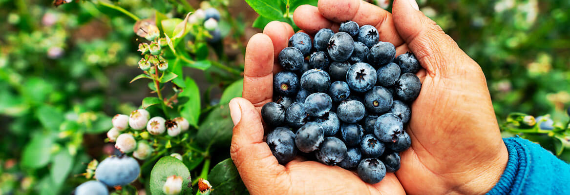 handful of blueberries in front of blueberry bush